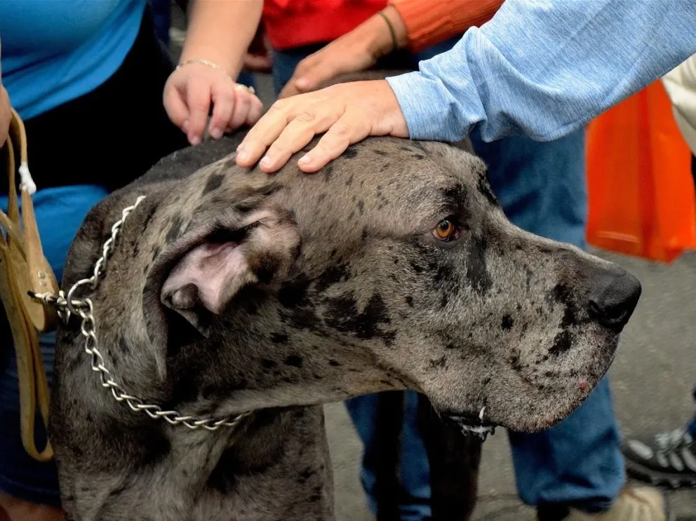 Cómo tratar a un perro desconocido