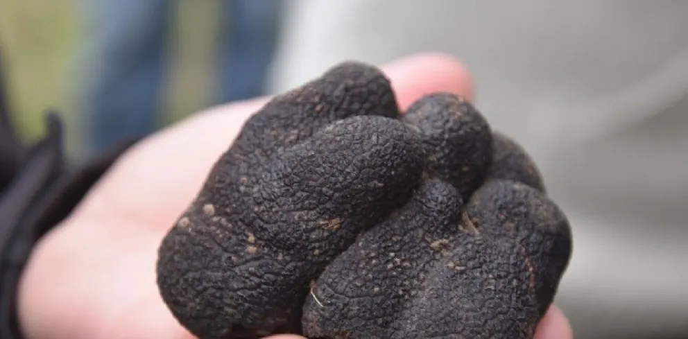 Río Negro busca desarrollar la producción de Trufas