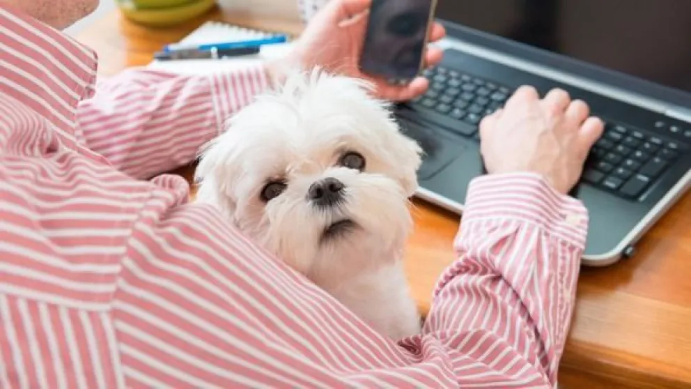 Las mascotas reducen el estrés y la ansiedad