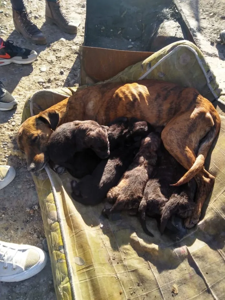 Crítica situación para una perra y sus seis cachorros