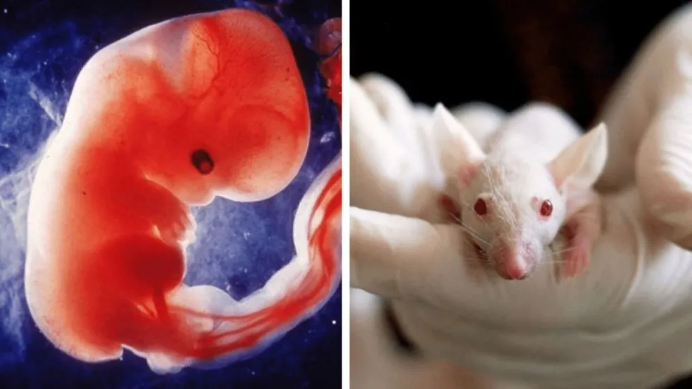 Aprueban la creación de embriones híbridos entre humanos y animales