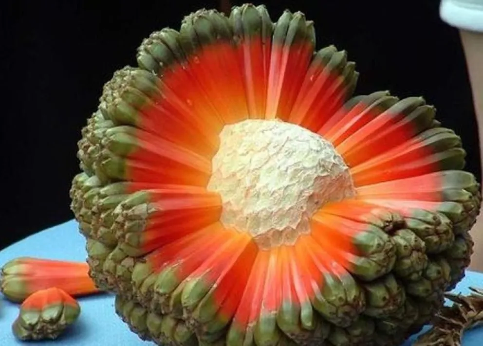 Hala: la fruta más rara del mundo