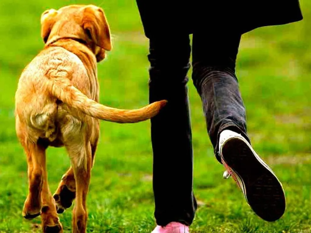 ¿ Por qué los perros mueven la cola?