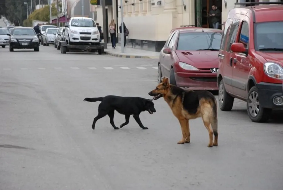 Perros callejeros, solicitan cumplimiento de Ordenanza