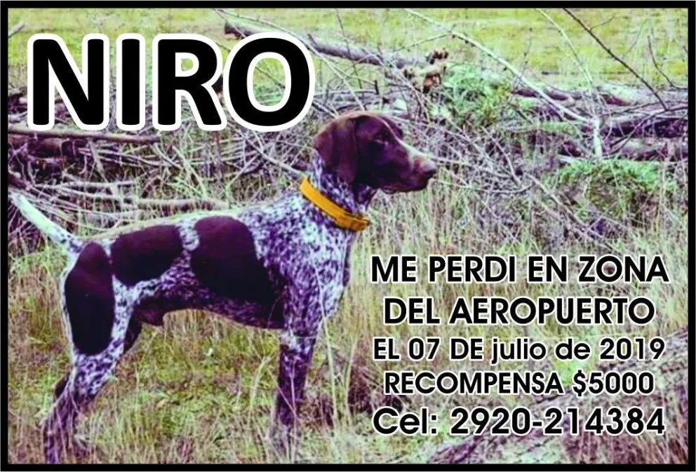 Buscan a un perro y dan una recompensa de 5 mil pesos