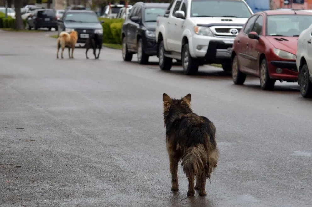 Castraron a 11 perros callejeros en Viedma