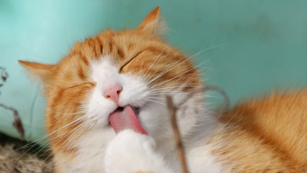¿ Por qué los gatos tienen la personalidad de sus dueños?