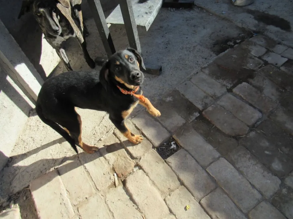 Varios perros se dan en adopción