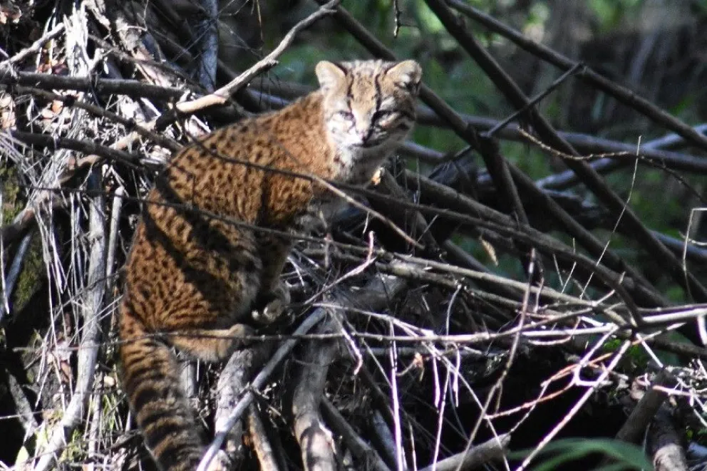 Una familia retrató en Bariloche al felino más pequeño de América