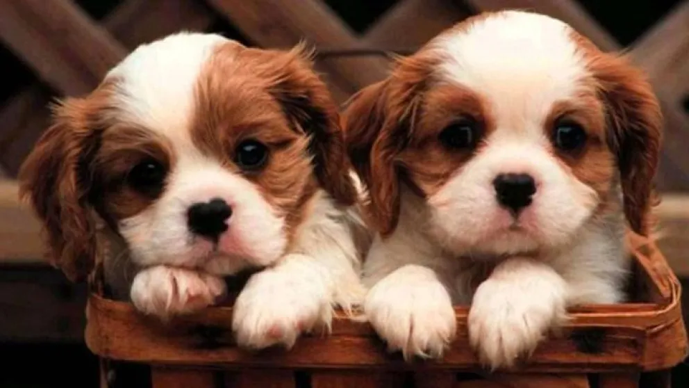 ¿Te imaginás poder clonar a tu mascota con los mismos recuerdos?