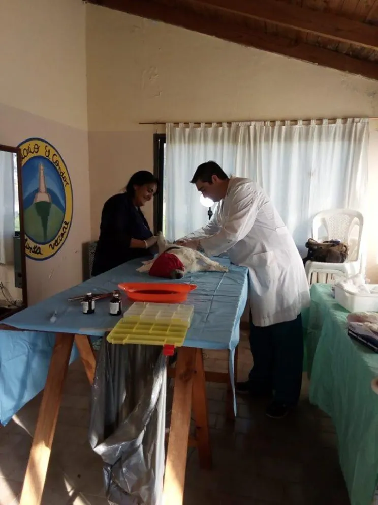 Castraron 14 perros en El Cóndor