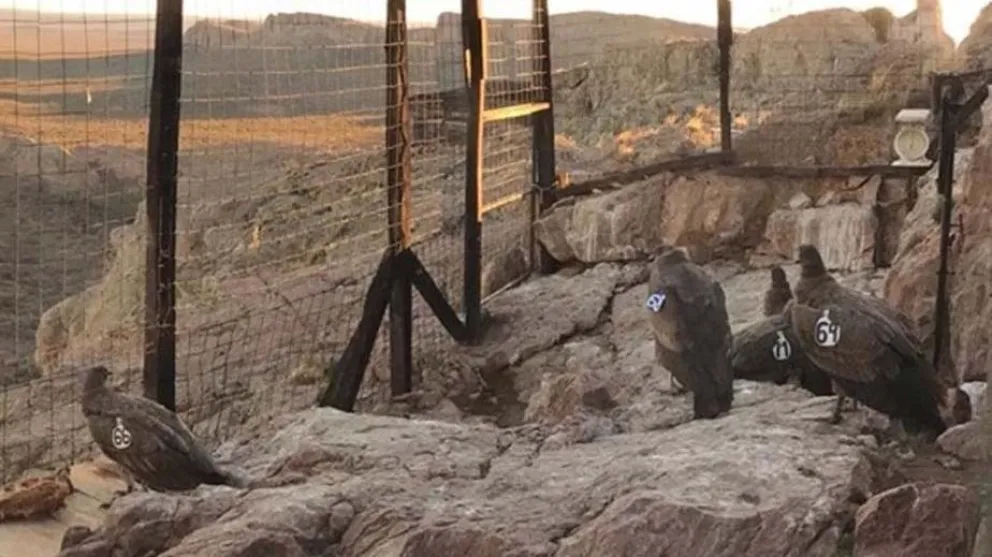 Serán liberados seis ejemplares de cóndor andino