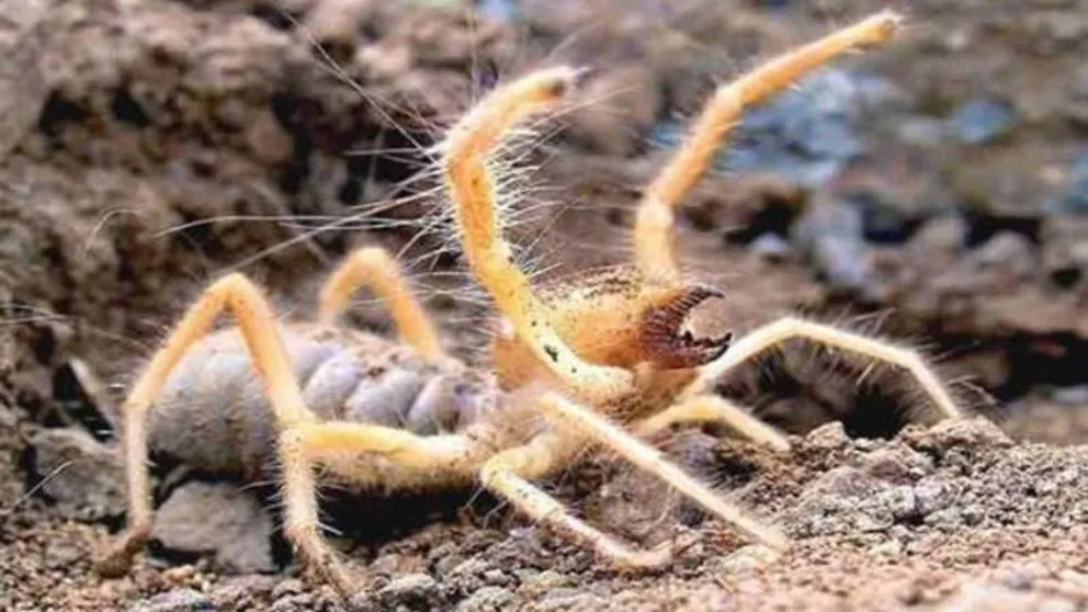 Descubren una nueva especie de "araña camello"