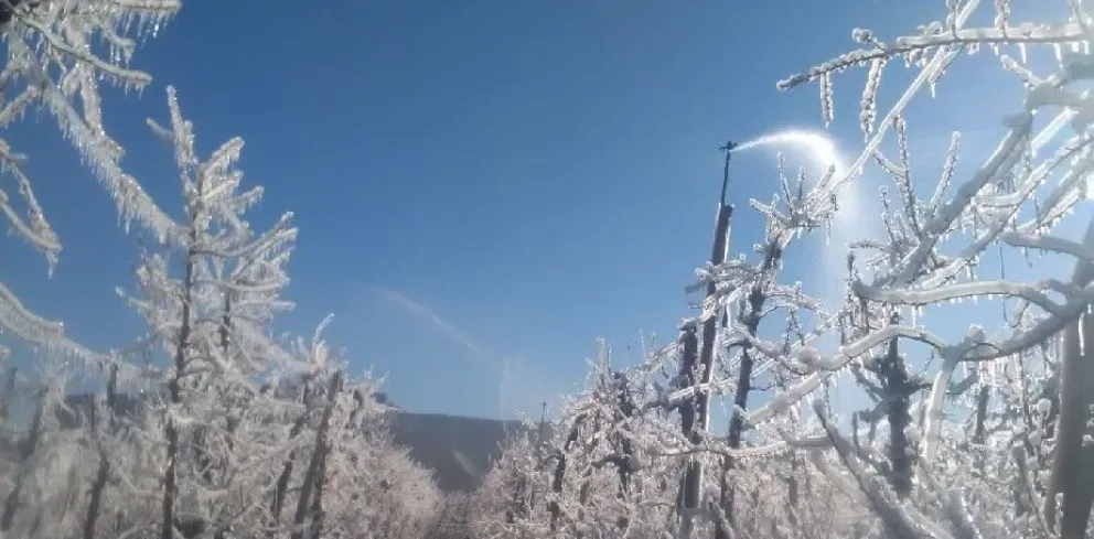 Evalúan los daños provocados por las heladas en Alto Valle y Valle Medio