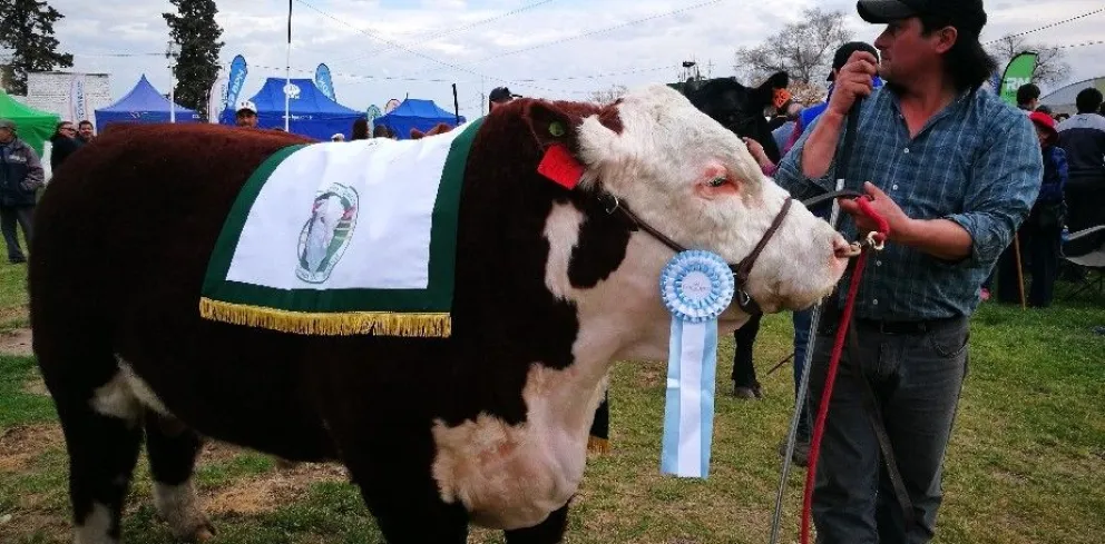 Se otorgarán créditos para comprar reproductores en las Expo Rurales de la Provincia
