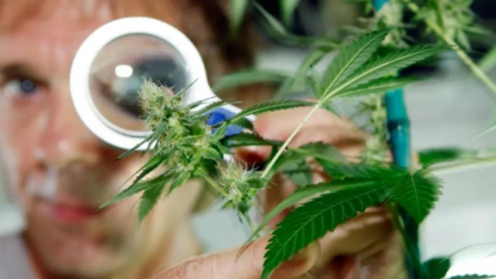 La UNRN hará controles de calidad de cannabis medicinal