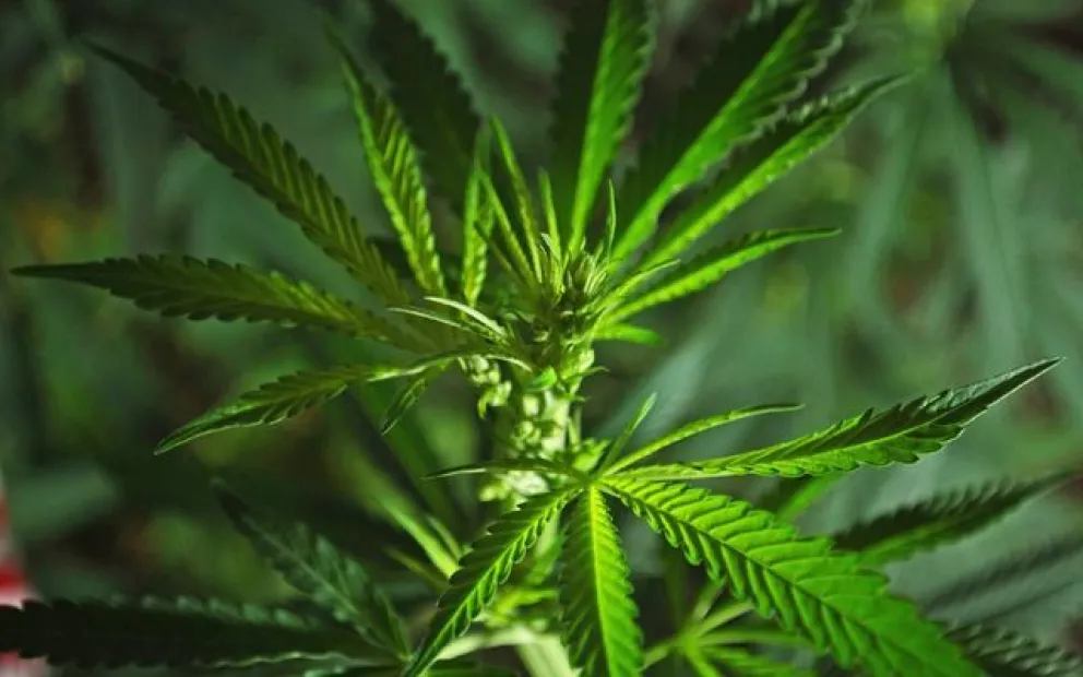 La UNRN elabora protocolos de control de calidad y elaboración del cannabis medicinal