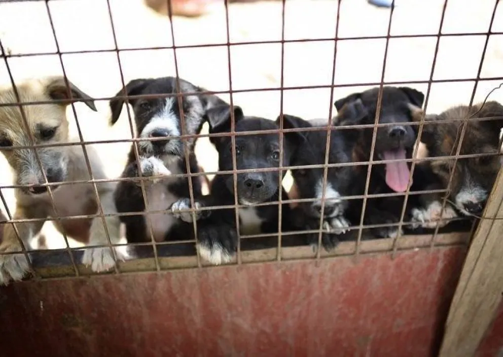 “Todos por Rubio”, movilización contra el maltrato animal