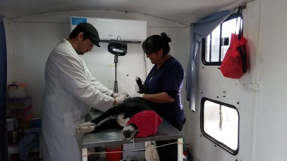 10 perros callejeros fueron castrados durante el fin de semana