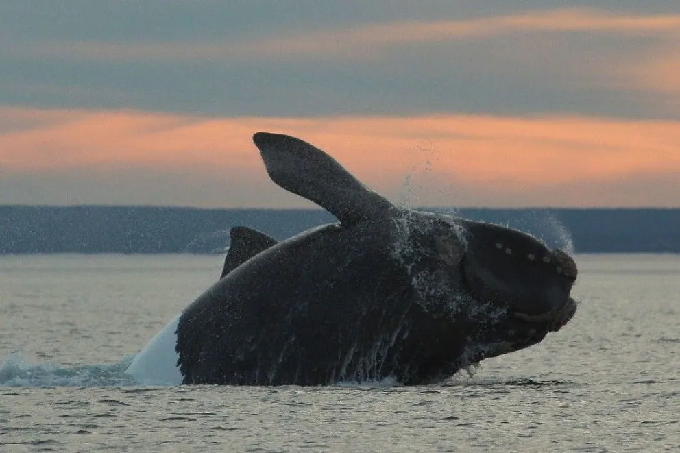 Destacan el aumento de la población de ballenas