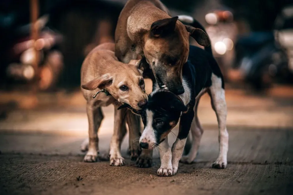 De Rege hizo referencia a la cantidad de animales sueltos