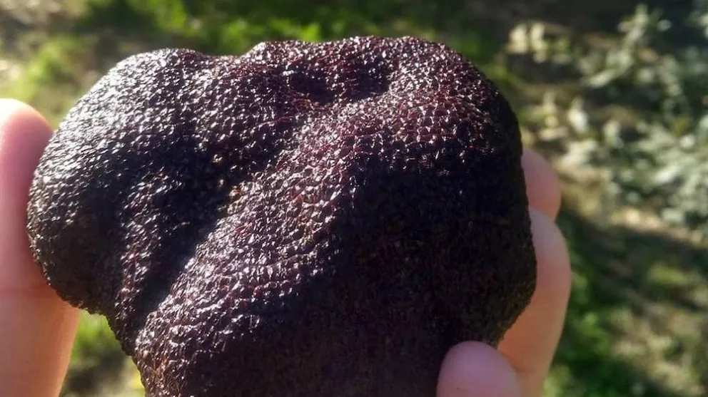 Crece la producción de trufas en la Patagonia