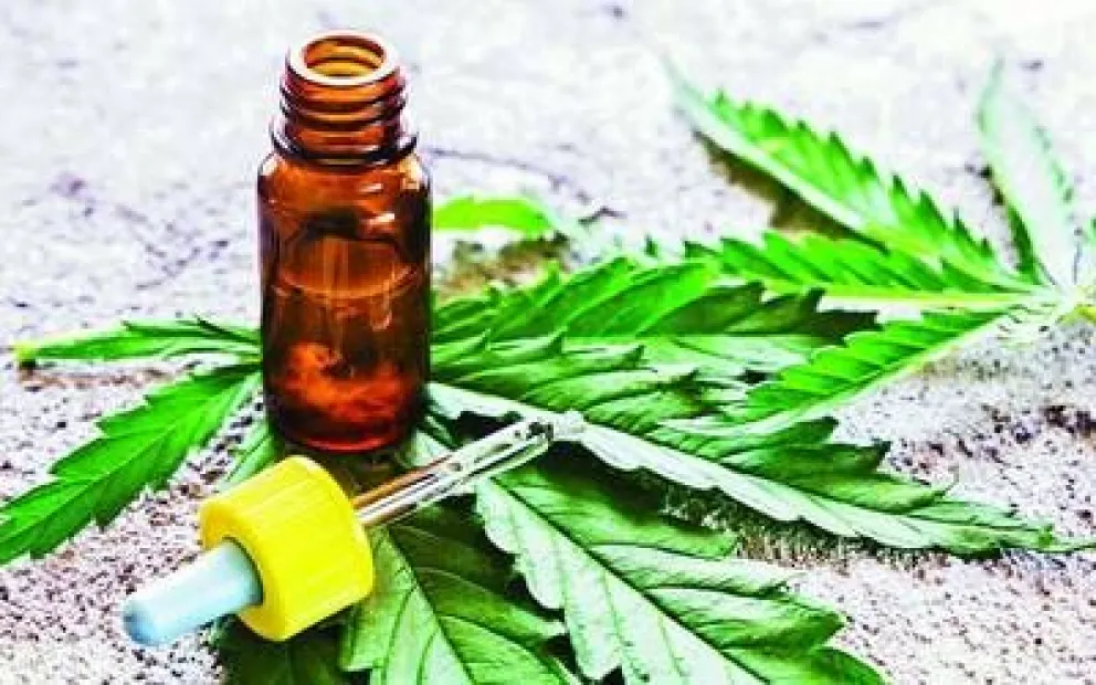 Presentan proyecto para el cultivo de cannabis para uso medicinal
