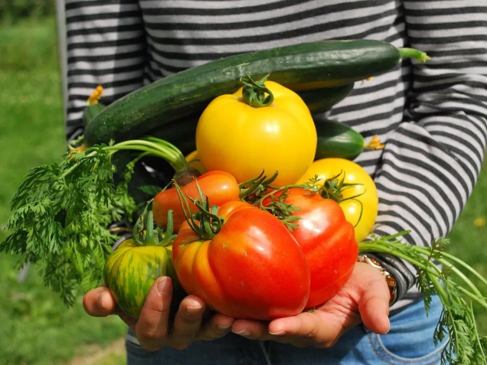 Taller de huerta familiar en El Cóndor