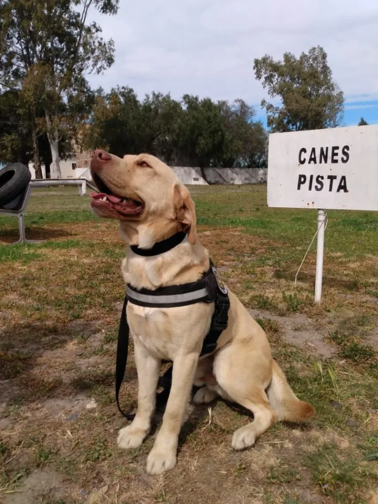 Un perro fue de vital importancia para encontrar a un chico