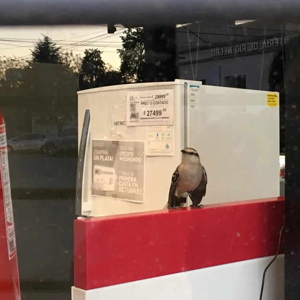 Un pajarito quedó atrapado en un local 