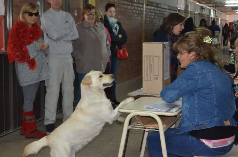 El perro que también quiere votar