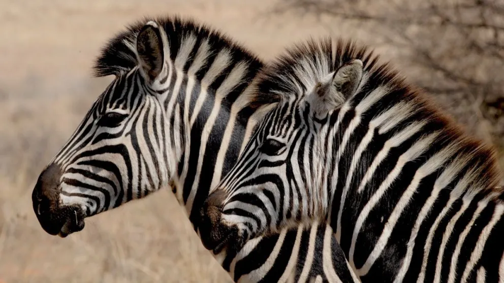 Animales que ayudan a vencer enfermedades humanas