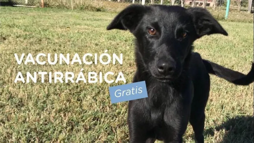 Vacunación antirrábica gratuita en el barrio Lavalle