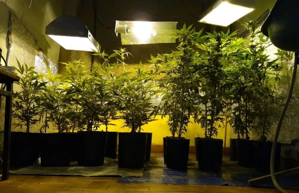 Secuestraron mas de 120 plantas de marihuana 