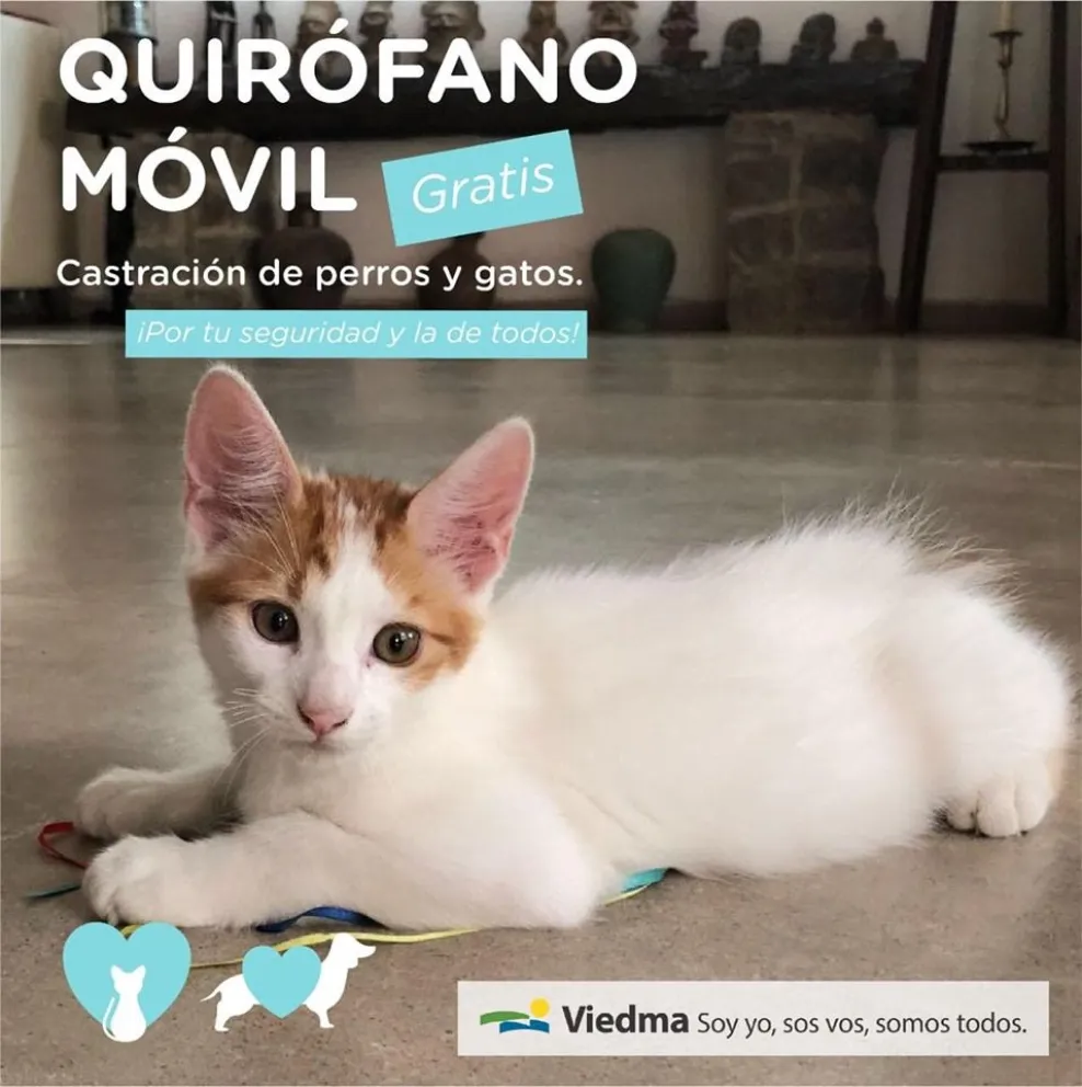 Esterilizaron a casi 100 mascotas en el barrio Guido
