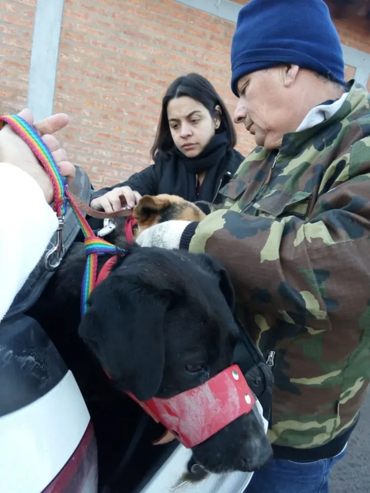 Casi cien mascotas fueron esterilizadas en el barrio Guido 