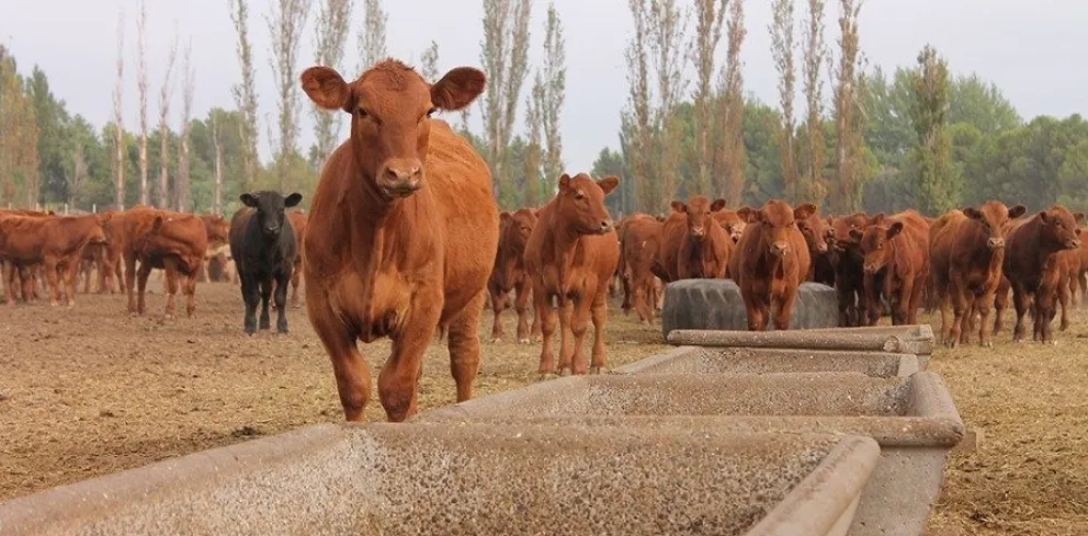 Avanza el Cluster ganadero bovino del noreste patagónico