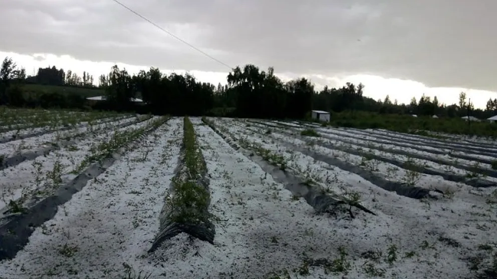 Ente Compensador de Granizo ya resarció a productores afectados