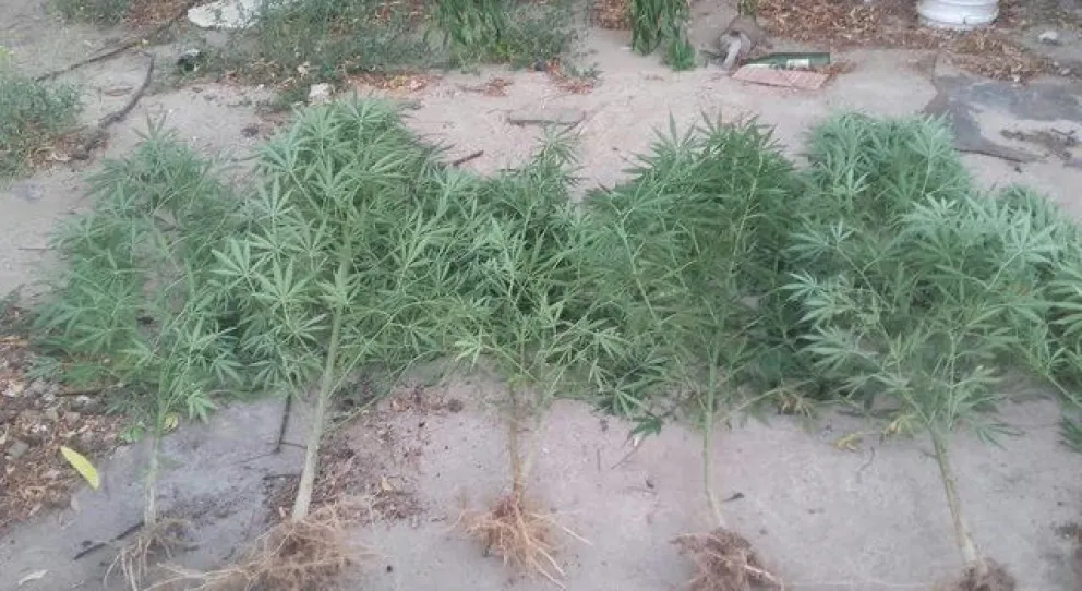 Secuestraron varias plantas de marihuana y 100 mil pesos