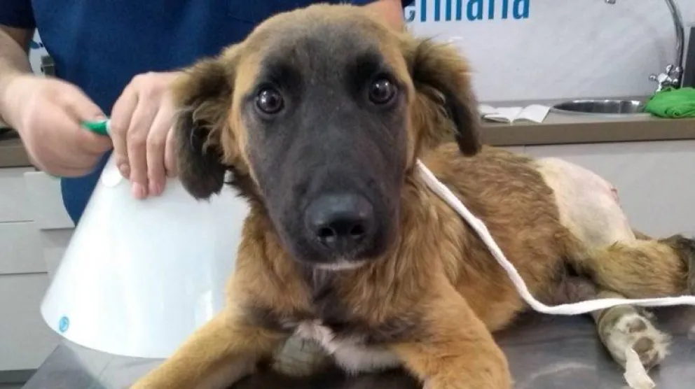 Consiguió más de 19 mil pesos y salvó a un perro atropellado