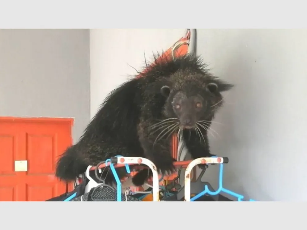 Encontraron un animal similar a un gato y a un oso