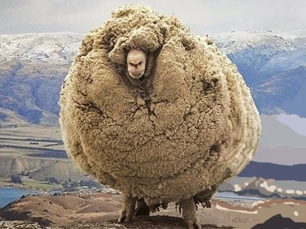 Murió Chris, la oveja más lanuda del mundo