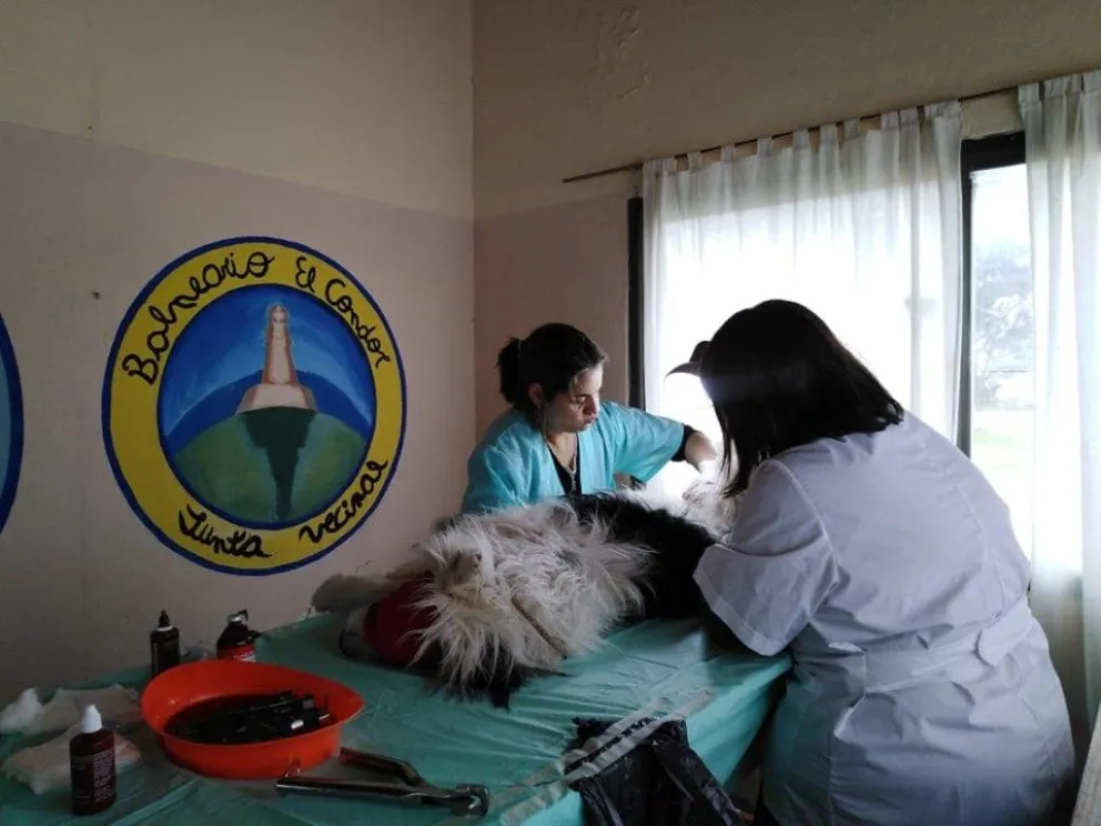 Varios perros pasaron por el quirófano en El Cóndor
