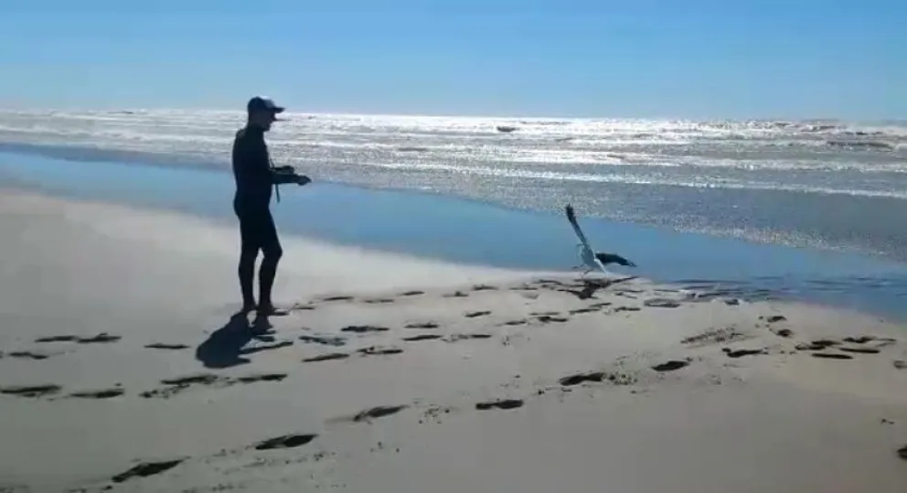 Insólito: pescaron una gaviota