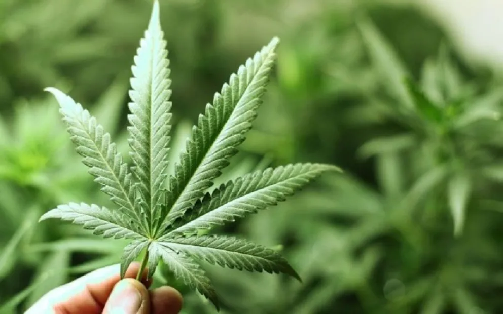 Proyectan cultivar cannabis para uso medicinal  en la provincia