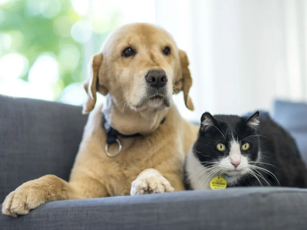 Claves para elegir muebles a prueba de mascotas