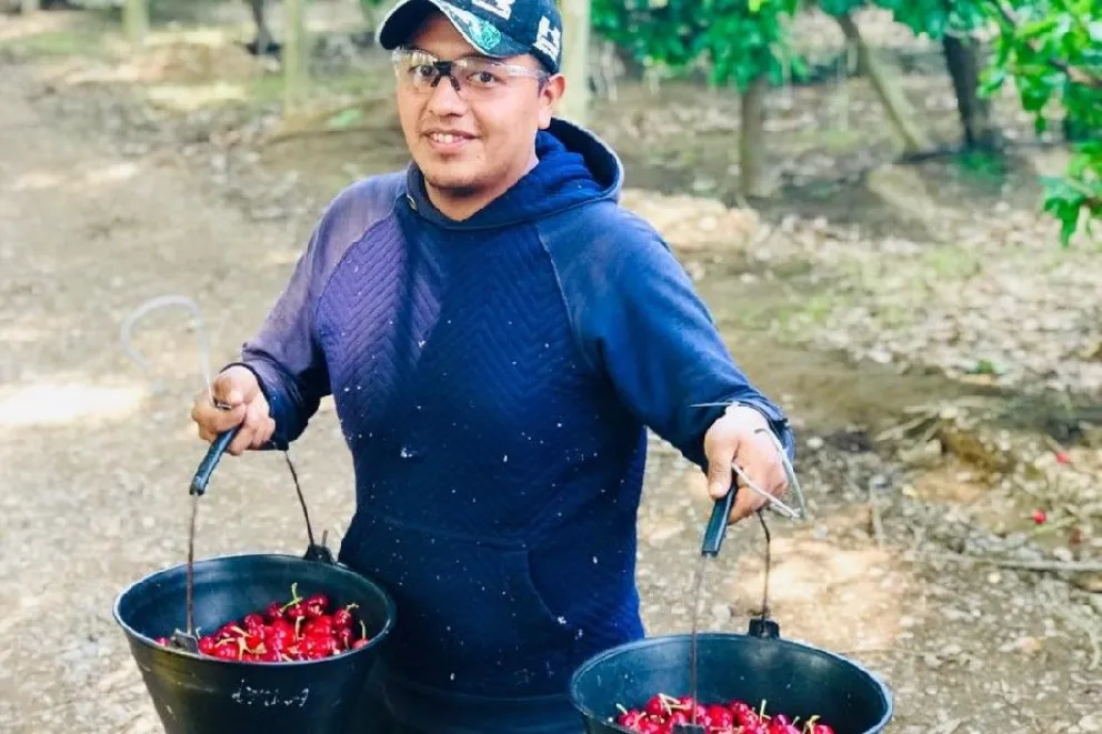 Comenzó la temporada de cerezas en Río Negro