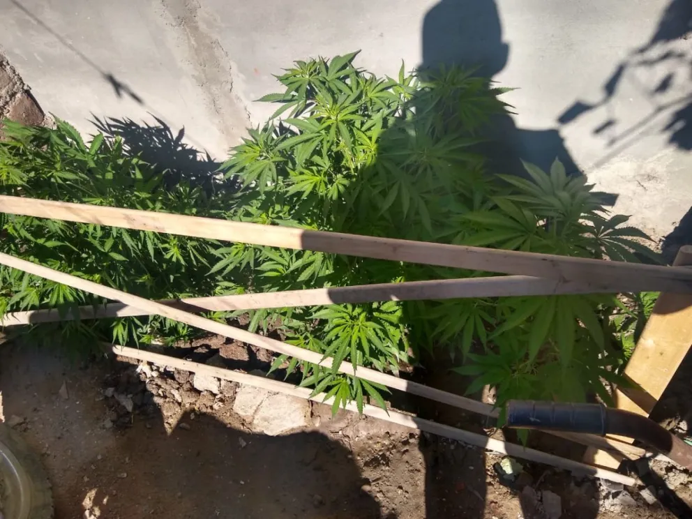Secuestraron cubiertas y plantas de marihuana en San Antonio