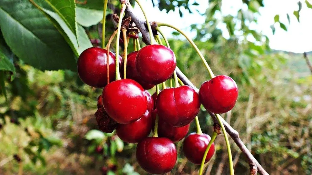 Buenas expectativas para la temporada de cerezas en Río Negro