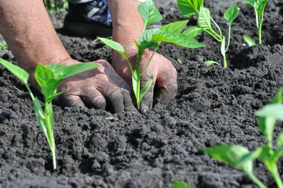 Argentina tiene 3,6 millones de hectáreas de producción orgánica